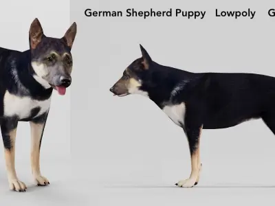 German Shepherd Puppy Dog Low-poly 3D model
