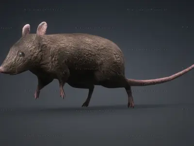 MOUSE GRAY RAT ANIMATED Low-poly 3D model