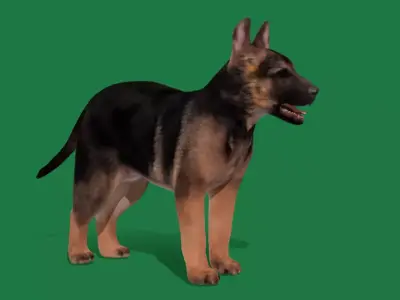 German Shepherd Puppy Dog Low-poly 3D model