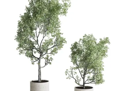 indoor plant set 374 plant tree bush concrete dirt vase Low-poly 3D model