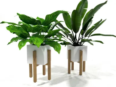 Set with calathea and banana plant 3D model