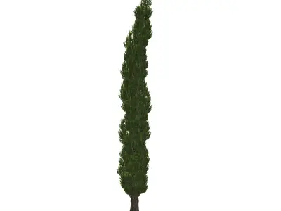 Italian Cypress tree  3D model