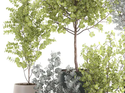 Eucalyptus trees in a flowerpot for interior design 551 3D model