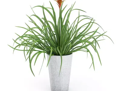 Guzmania Plant 3D model