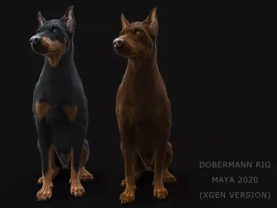 Dobermann XGEN RIGGED 3D model