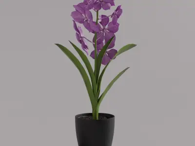 Vanda Orchid  Low-poly 3D model