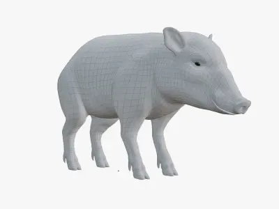 Peccary american pig 3D model