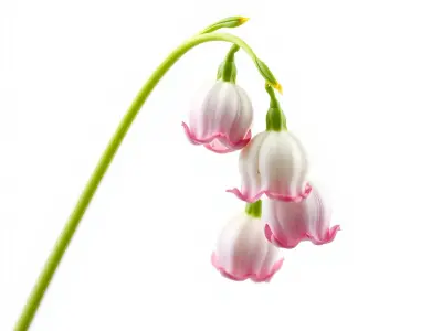 Bicolor Lily of the Valley model pack Low-poly 3D model