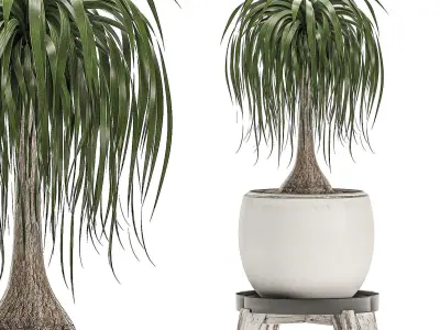Plants in a white flowerpot for decor and interior design 503 3D model