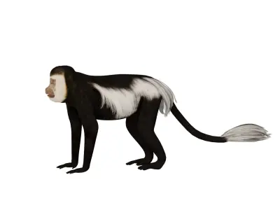 Black White Colobus Monkey Low-poly 3D model