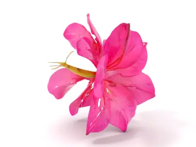 Pink Hibiscus model pack Low-poly 3D model