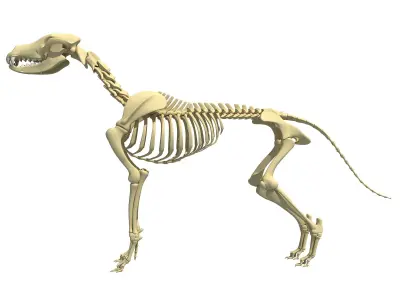 Realistic Dog Skeleton 3D model