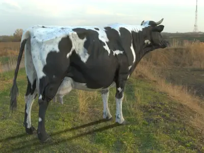 Dairy Cow PBR Low-poly 3D model