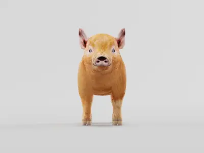 Miniature  Pig Animal Low-poly 3D model