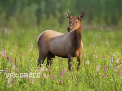 Female Canadian Deer Animation VFX Grace 3D model