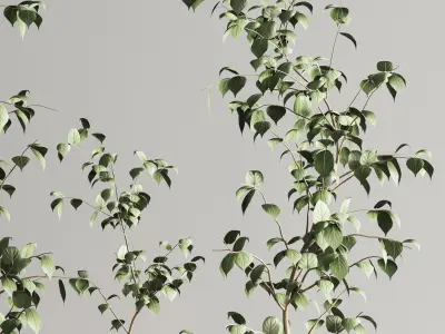 Indoor Plant Set 105 3D model