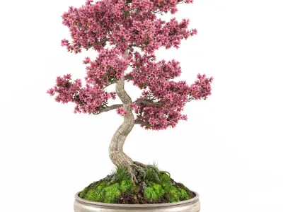 Sakura Bonsai tree 3D model