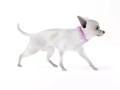 White Short Hair Chihuahua 3D model