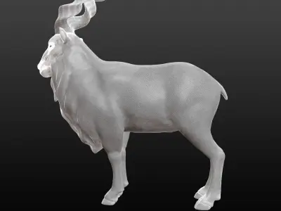 Markhor Base Mesh 3D model