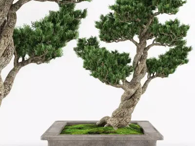 Bonsai tree 04 3D model