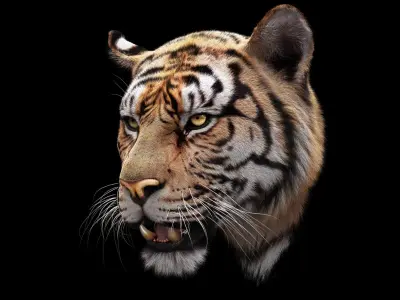 Bengal Tiger RIG Yeti 3D model