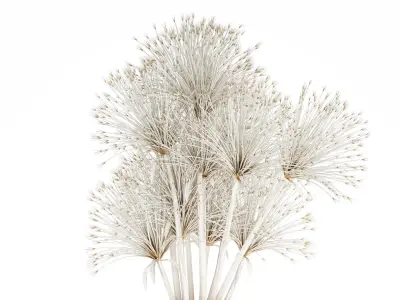 Bouquet Dried Flowers White Branches Hogweed Vase 553 3D model