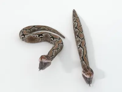 Python Snake Low-poly 3D model