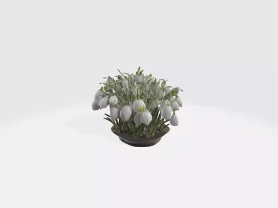 Galanthus Flowers Low-poly 3D model