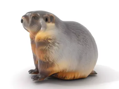 Realistic Gray Marmot model pack Low-poly 3D model