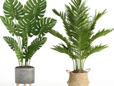 indoor plant set009 collection 3D model