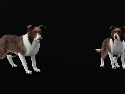 Border Collie Dog Low-poly 3D model