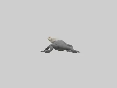Lace Monitor resting model Low-poly 3D model
