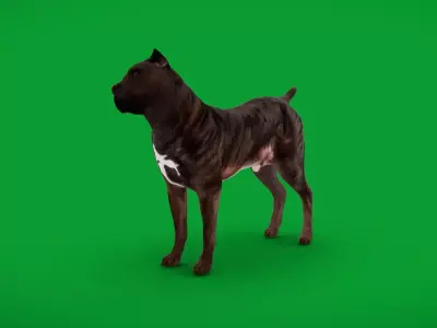 Cane Corso Italian Mastiff Dog Low-poly 3D model