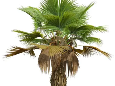 New Plant Pritchardia Pacifica Small Garden Decorative Tree 3D model