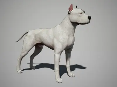 Pitbull Real-Time Low-poly 3D model
