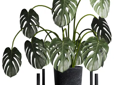 plant Collection 02 3D model