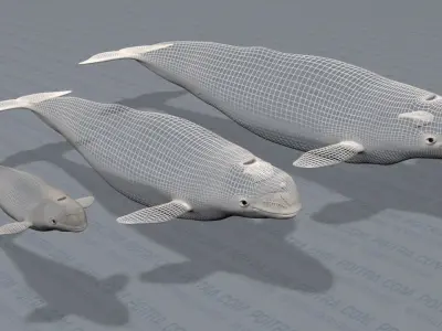 Beluga Whales Family -Delphinapterus Leucas- Male Female Calf -  3D model