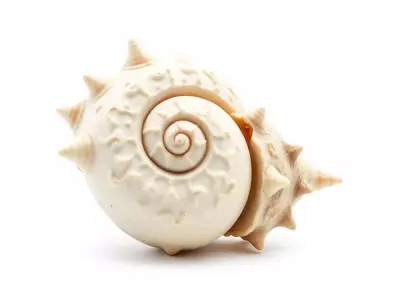 Spiral Conch model pack Low-poly 3D model