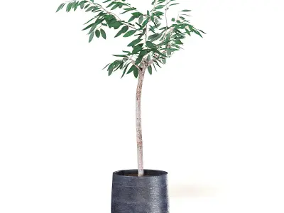 Small Tree 3D Model in Black Pot 3D model