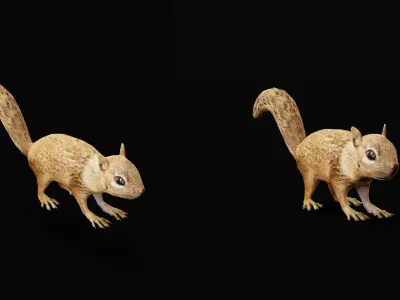 Juvenile California Ground Squirrel Low-poly 3D model