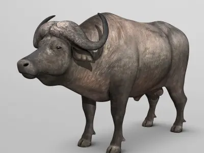 Cape Buffalo 3D model