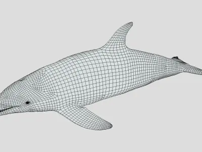 Long-billed Dolphin Low-poly 3D model