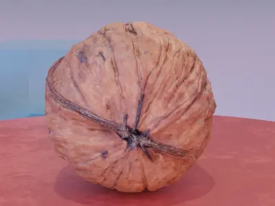 Walnut fruit 07 high-poly 3D model
