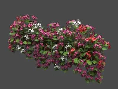 Pelargonium box flower 3D model
