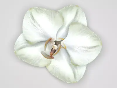 Vanilla Flower 3D model