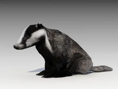 Badger Low-poly 3D model