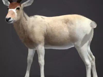 Addax Antelope Realistic 3D model