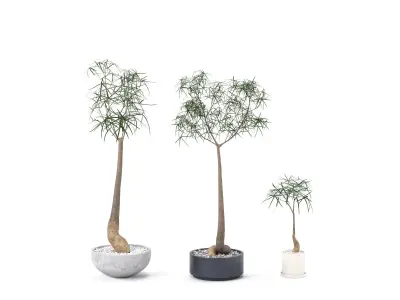 Plant Bottle Tree 1 - Brachychiton Rupestris 3D model