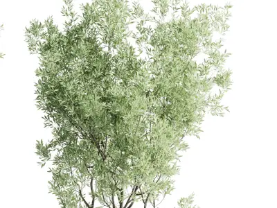 Olive tree in an pattern concrete vase indoor 195 3D model