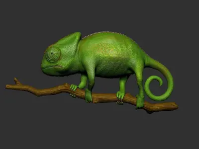 Veiled Chameleon - Hi-polygon 3D model